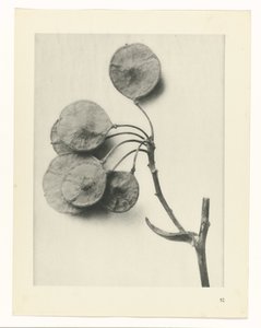 plánovat studii Archetypy umění (název série) od Karl Blossfeldt
