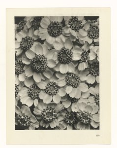 plánovat studii Archetypy umění (název série) od Karl Blossfeldt