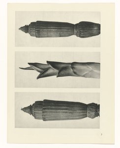 plánovat studii Archetypy umění (název série) od Karl Blossfeldt