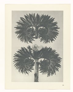 plánovat studii Archetypy umění (název série) od Karl Blossfeldt