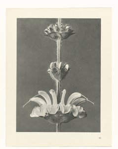 plánovat studii Archetypy umění (název série) od Karl Blossfeldt