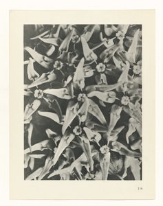plánovat studii Archetypy umění (název série) od Karl Blossfeldt