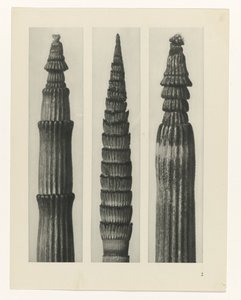 plánovat studii Archetypy umění (název série) od Karl Blossfeldt
