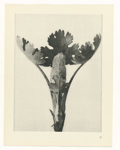 plánovat studii Archetypy umění (název série) od Karl Blossfeldt