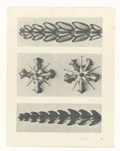 plánovat studii Archetypy umění (název série) od Karl Blossfeldt