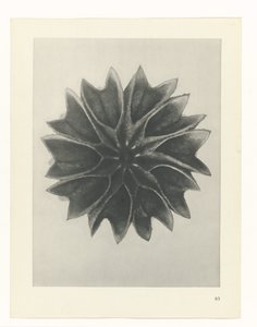 plánovat studii Archetypy umění (název série) od Karl Blossfeldt