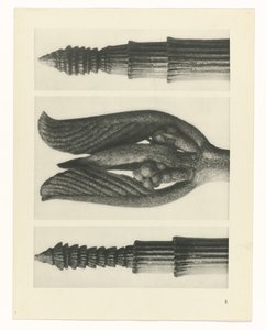 plánovat studii Archetypy umění (název série) od Karl Blossfeldt