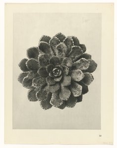 plánovat studii Archetypy umění (název série) od Karl Blossfeldt