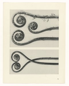 plánovat studii Archetypy umění (název série) od Karl Blossfeldt