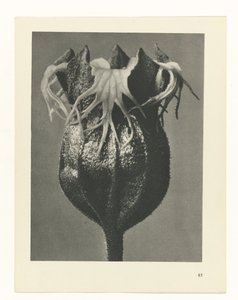 plánovat studii Archetypy umění (název série) od Karl Blossfeldt