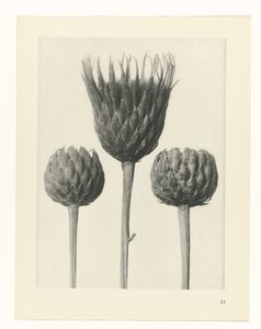 plánovat studii Archetypy umění (název série) od Karl Blossfeldt