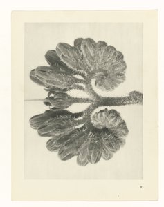 plánovat studii Archetypy umění (název série) od Karl Blossfeldt