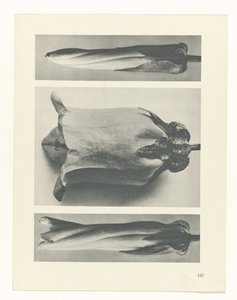 plánovat studii Archetypy umění (název série) od Karl Blossfeldt