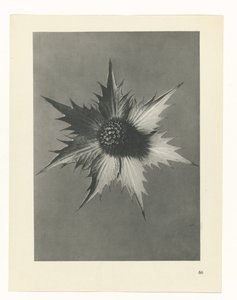 plánovat studii Archetypy umění (název série) od Karl Blossfeldt