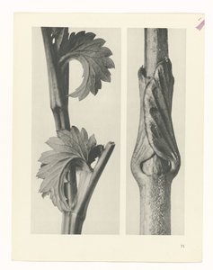 plánovat studii Archetypy umění (název série) od Karl Blossfeldt