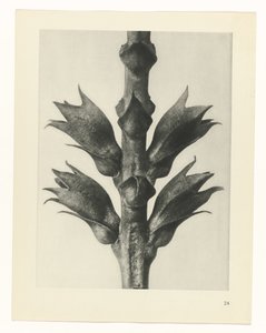 plánovat studii Archetypy umění (název série) od Karl Blossfeldt