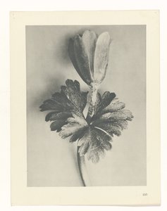 plánovat studii Archetypy umění (název série) od Karl Blossfeldt