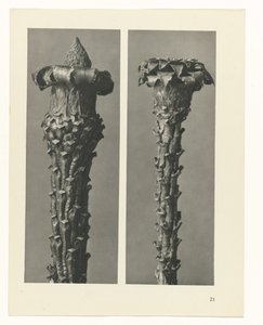 plánovat studii Archetypy umění (název série) od Karl Blossfeldt