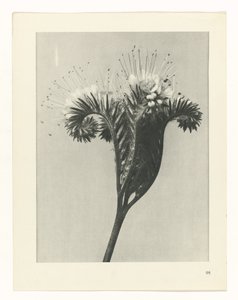 plánovat studii Archetypy umění (název série) od Karl Blossfeldt