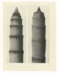 plánovat studii Archetypy umění (název série) od Karl Blossfeldt