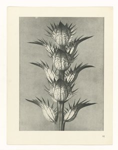 plánovat studii Archetypy umění (název série) od Karl Blossfeldt