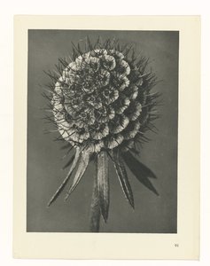 plánovat studii Archetypy umění (název série) od Karl Blossfeldt