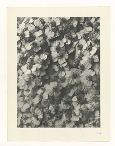 Plantstudie Urformen der Kunst (series title)   1329929   cs       czech Successfully Translated  Original: Volle maan en pijnboom Vergelijkingen tussen schoonheden en bloemen (series title) Bijin hana kurabe (series title on object) Translat: Volle maan e od Karl Blossfeldt