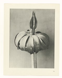 plánovat studii Archetypy umění (název série) od Karl Blossfeldt