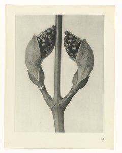 plánovat studii Archetypy umění (název série) od Karl Blossfeldt