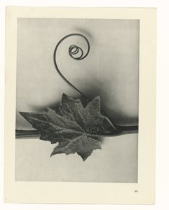 plánovat studii Archetypy umění (název série) od Karl Blossfeldt