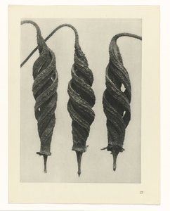plánovat studii Archetypy umění (název série) od Karl Blossfeldt