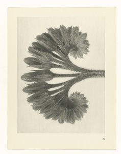 plánovat studii Archetypy umění (název série) od Karl Blossfeldt
