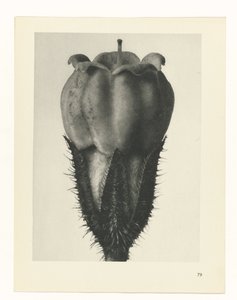 plánovat studii Archetypy umění (název série) od Karl Blossfeldt