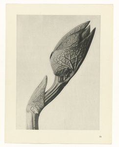 plánovat studii Archetypy umění (název série) od Karl Blossfeldt