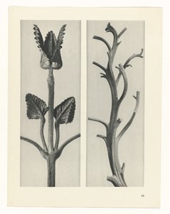 plánovat studii Archetypy umění (název série) od Karl Blossfeldt