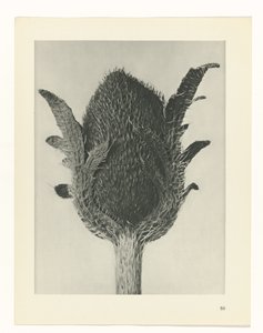 plánovat studii Archetypy umění (název série) od Karl Blossfeldt