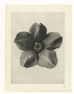 plánovat studii Archetypy umění (název série) od Karl Blossfeldt
