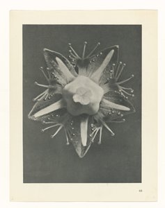 plánovat studii Archetypy umění (název série) od Karl Blossfeldt