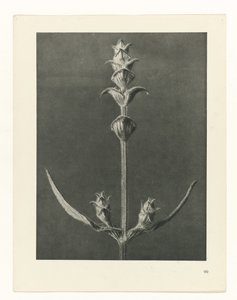 plánovat studii Archetypy umění (název série) od Karl Blossfeldt