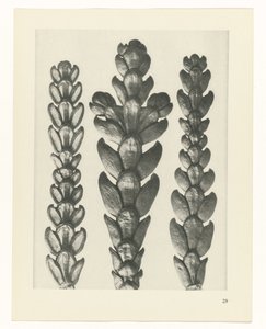 plánovat studii Archetypy umění (název série) od Karl Blossfeldt