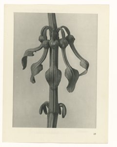 plánovat studii Archetypy umění (název série) od Karl Blossfeldt