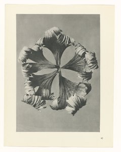 plánovat studii Archetypy umění (název série) od Karl Blossfeldt