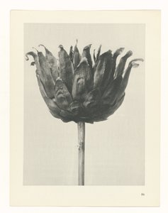 plánovat studii Archetypy umění (název série) od Karl Blossfeldt