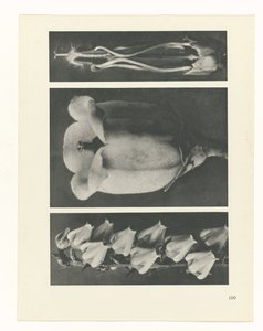 plánovat studii Archetypy umění (název série) od Karl Blossfeldt