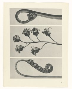 plánovat studii Archetypy umění (název série) od Karl Blossfeldt