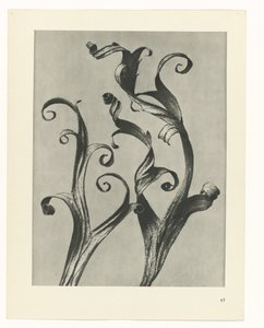 plánovat studii Archetypy umění (název série) od Karl Blossfeldt