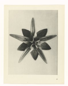 plánovat studii Archetypy umění (název série) od Karl Blossfeldt