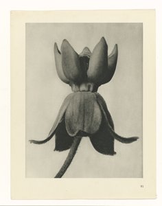 plánovat studii Archetypy umění (název série) od Karl Blossfeldt