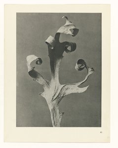 plánovat studii Archetypy umění (název série) od Karl Blossfeldt