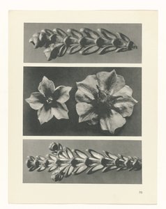 plánovat studii Archetypy umění (název série) od Karl Blossfeldt